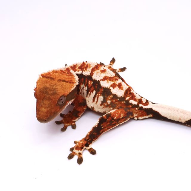 트라이 익스트림할리퀸 화이트핀 텐저린 화이트 바브
