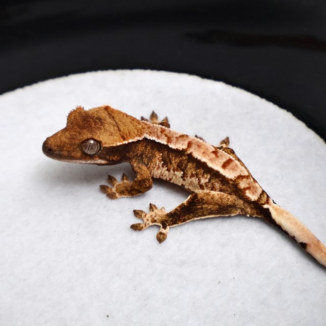 Tri Drippy White Spot White Pin White