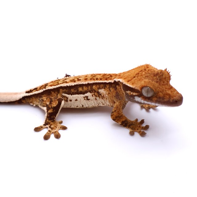 White Pinstripe Tri Full Pinstripe Quad White Pin