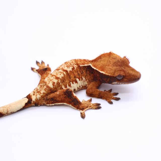 트라이 드리피 화이트크라운 화이트핀 텐저린 화이트