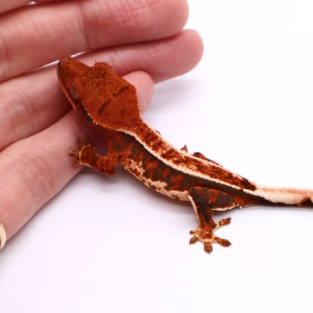 Tri Pinstripe White Spot Tangerine White