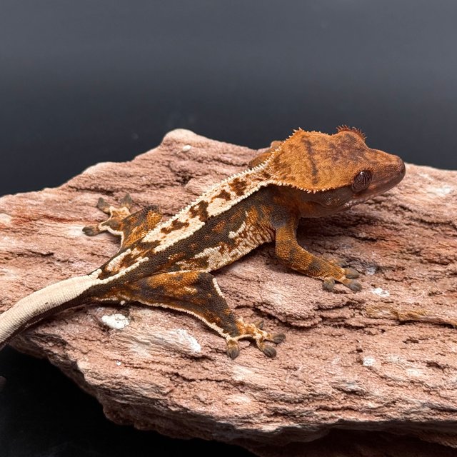 Tri White Spot White Pin Tangerine White