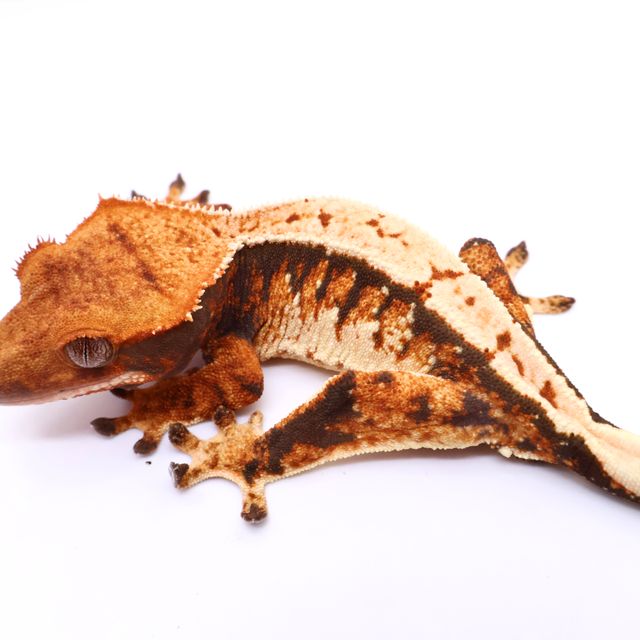 트라이 화이트스팟 화이트핀 텐저린 화이트 레이지