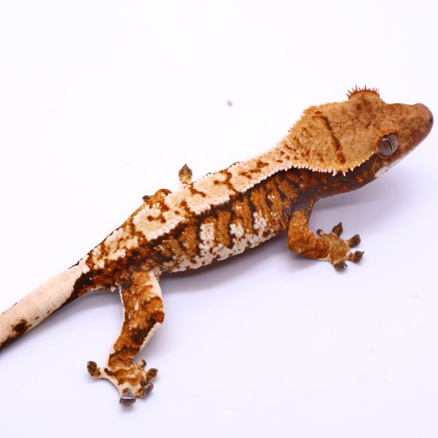 Tri White Spot White Pin Tangerine White Barb