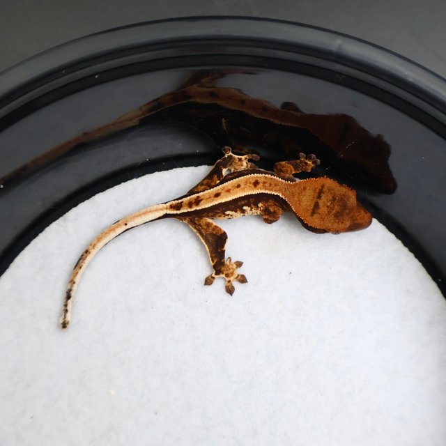 Normal Pinstripe Tangerine White Spot Tri