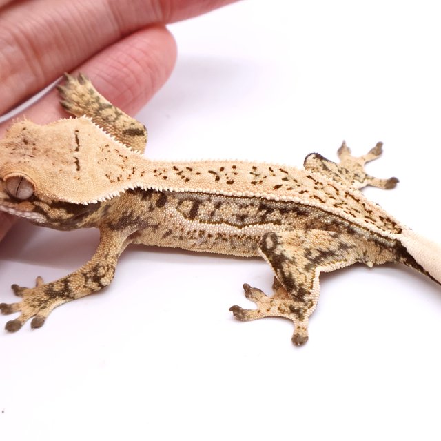 White Drippy White Spot White Pin Tri