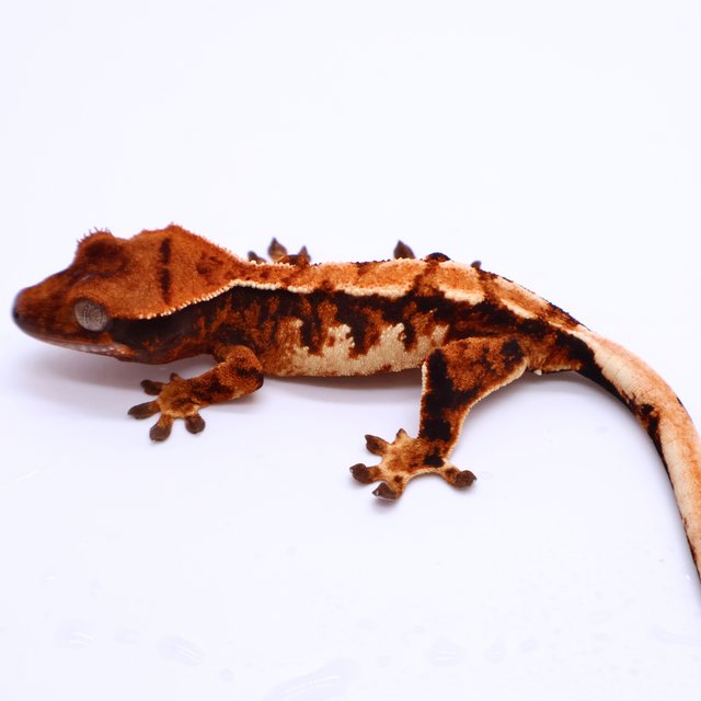 Tri Drippy White Spot White Pin Tangerine White