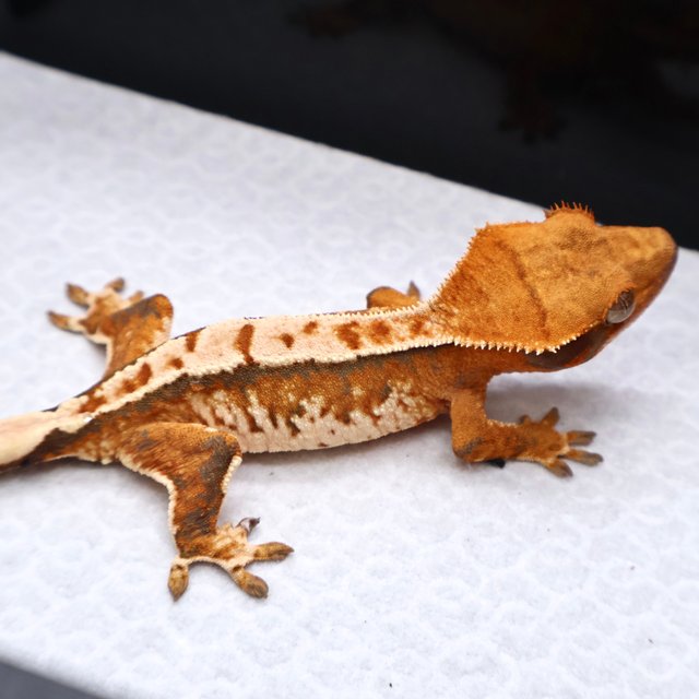 트라이 화이트크라운 화이트핀 텐저린 화이트