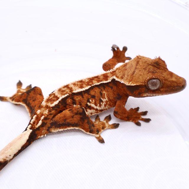 Tri Tangerine White