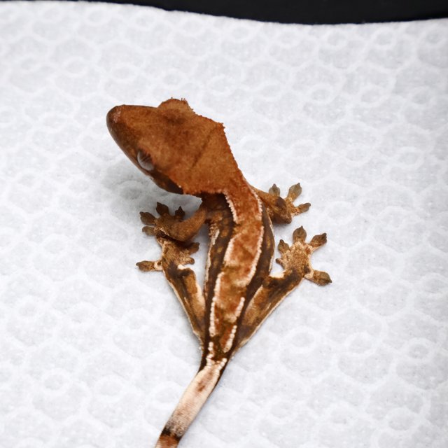 Tri Pinstripe White Spot White Pin Tangerine White