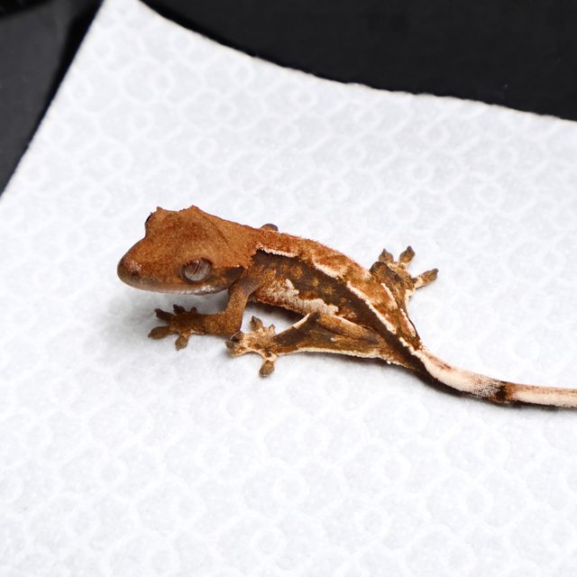 Tri Pinstripe White Spot White Pin Tangerine White