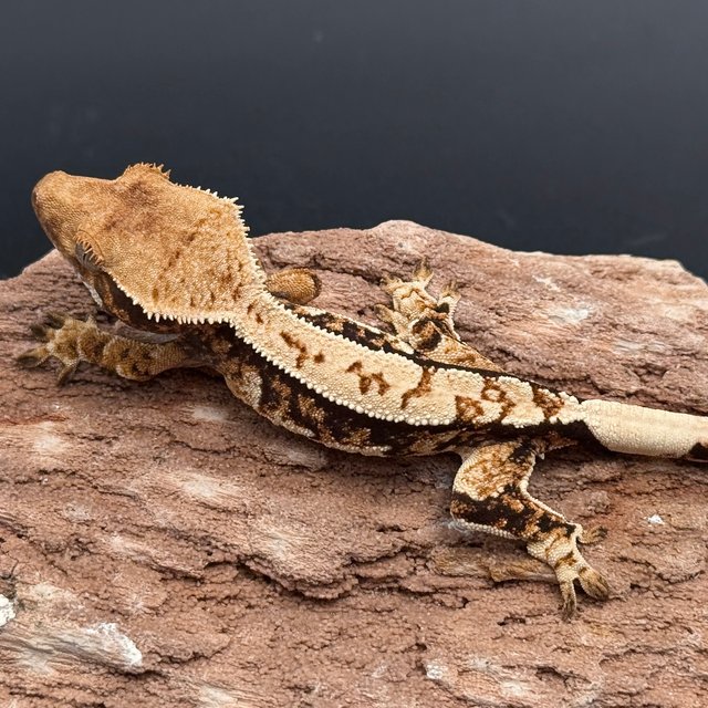 Tri White Spot White Pin Black White