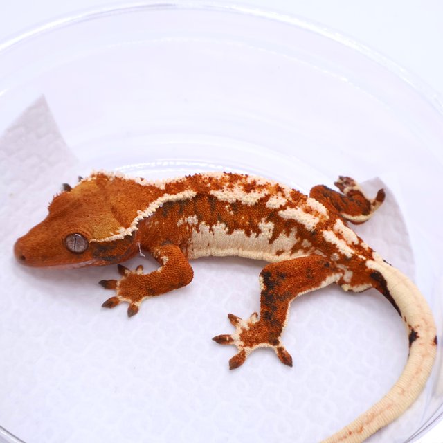Tri Tangerine
