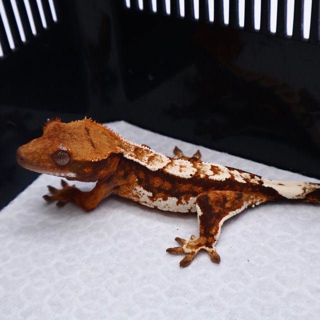 트라이 텐저린 화이트