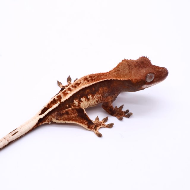 카푸치노 핀스트라이프 화이트포트홀 화이트핀 블랙 화이트