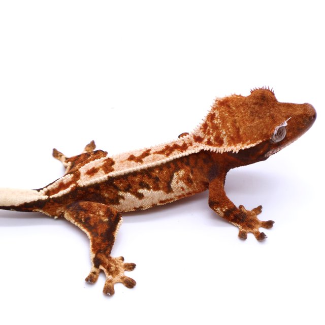 Tri Tangerine White