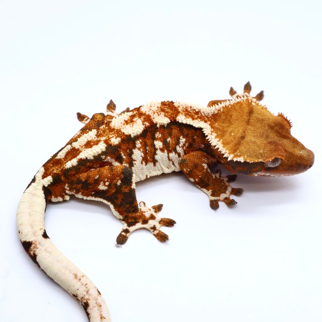 Tri White Spot White Pin Drippy White Tangerine