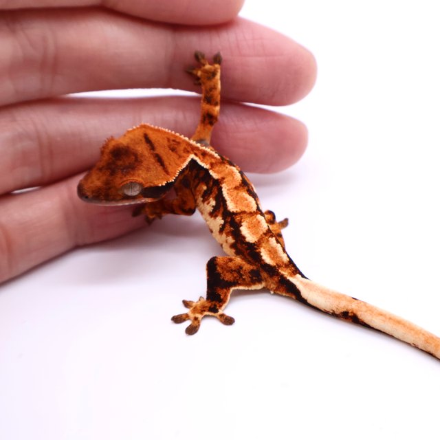 Tri Drippy White Spot White Pin Tangerine White