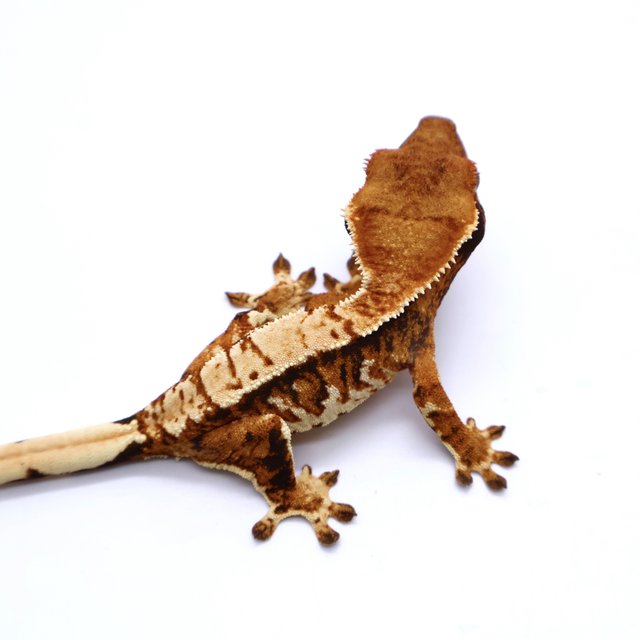Tri Tangerine White