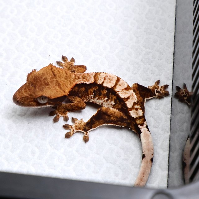 Tri Drippy White Pin White Spot White Tangerine