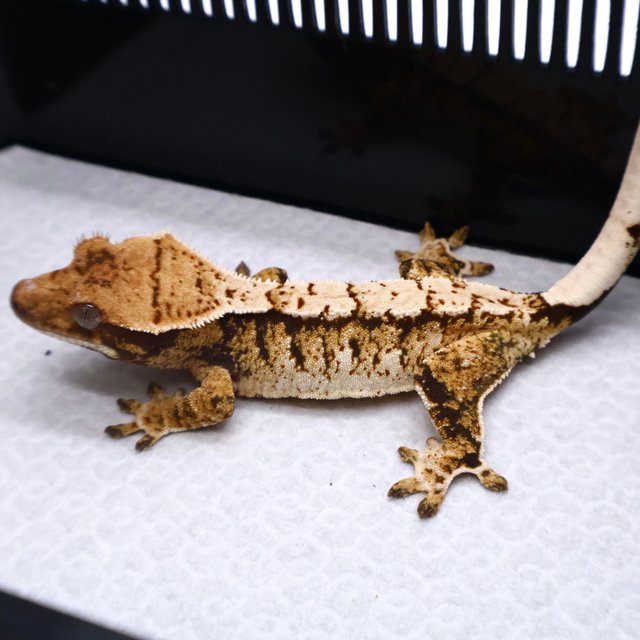 트라이 드리피 화이트크라운 화이트핀 화이트