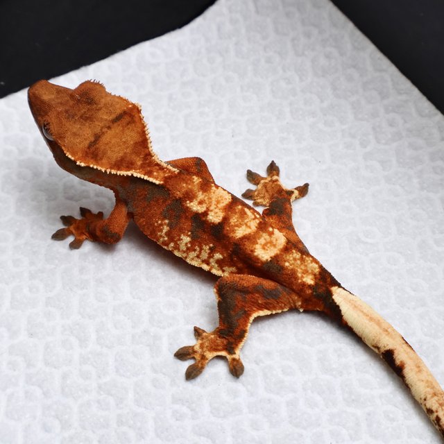 Tangerine White Pin Drippy White White Spot Tri