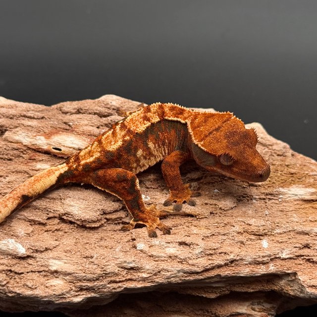 Tri White Spot White Pin Tangerine White