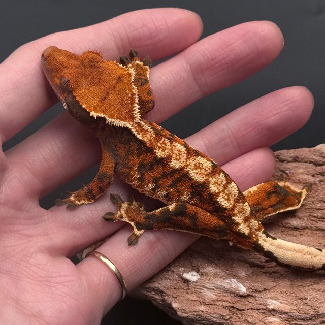 White Extreme Harlequin Tangerine White Pin White Spot Tri