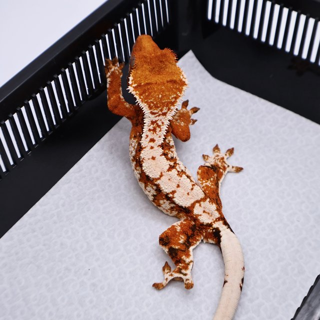 White Tangerine Tri