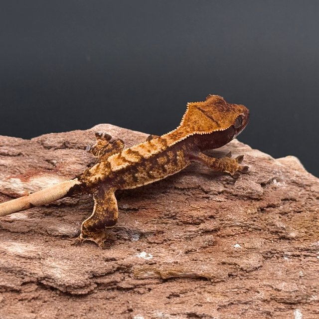 Tri Extreme Harlequin White Spot White Pin White