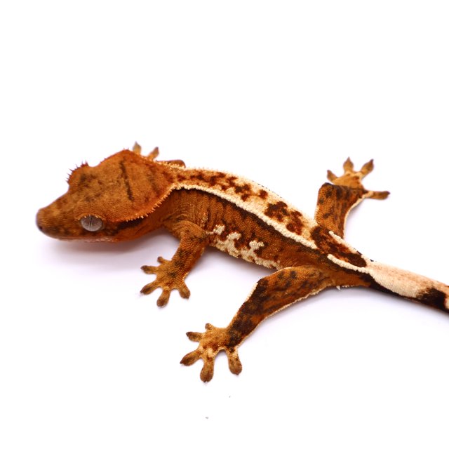 핀스트라이프 화이트스팟 화이트핀 화이트 크림시클