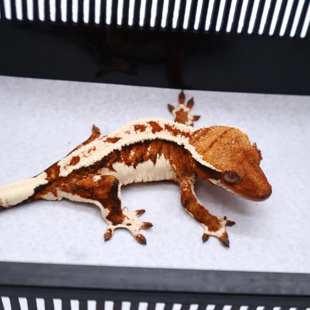 White Tangerine Tri