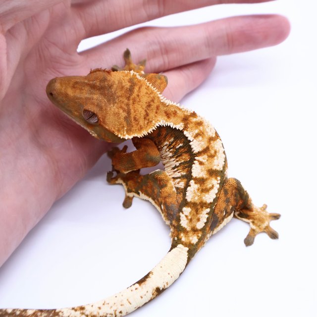 Tri Tangerine White