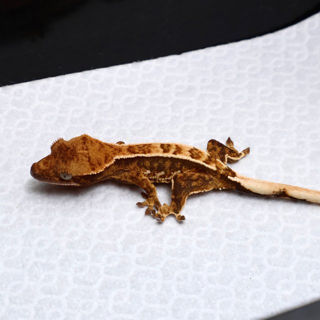 Tri Drippy White Spot White Pin Tangerine White