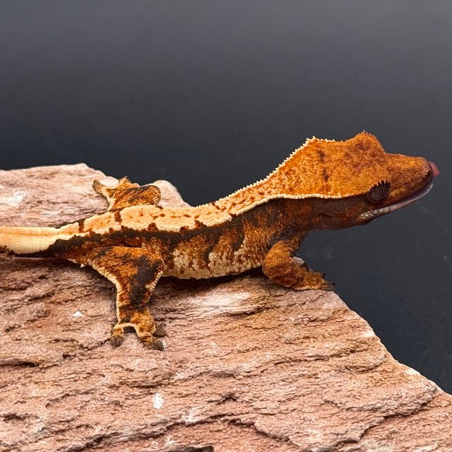 Tri Extreme Harlequin White Spot White Pin Tangerine White