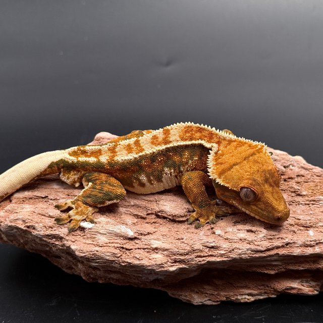 White Extreme Harlequin White Spot Tangerine Tri White Pin