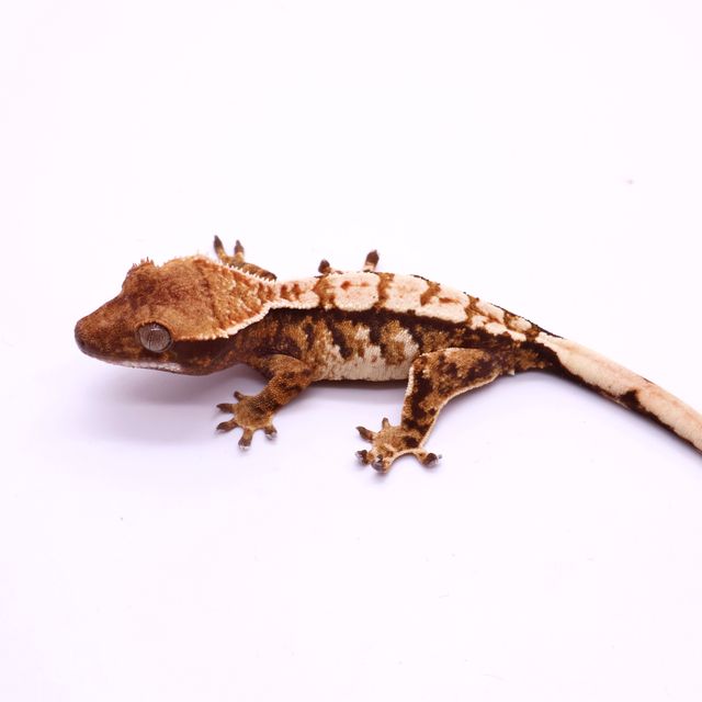 Tri White Pin White Zengex