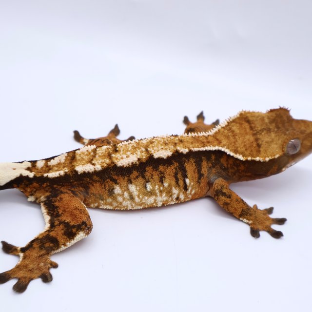 Tri Tangerine White