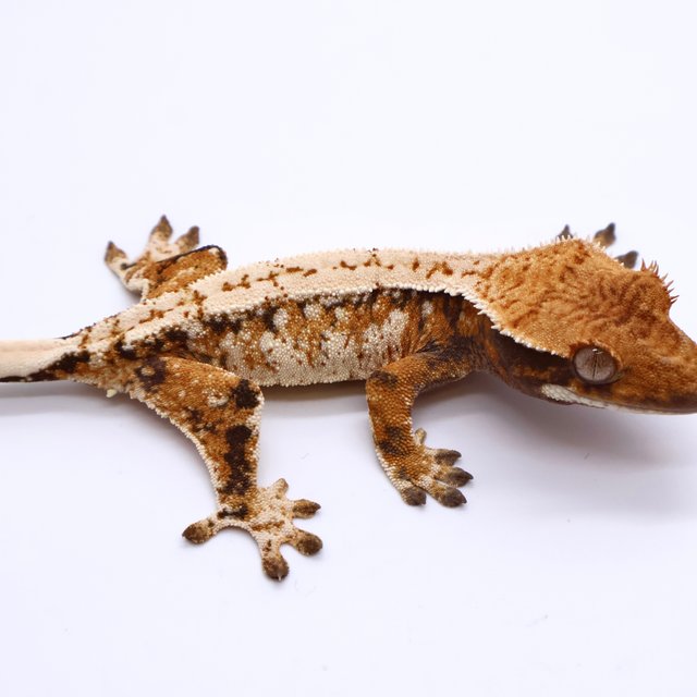 Tri Drippy White Spot White Pin White