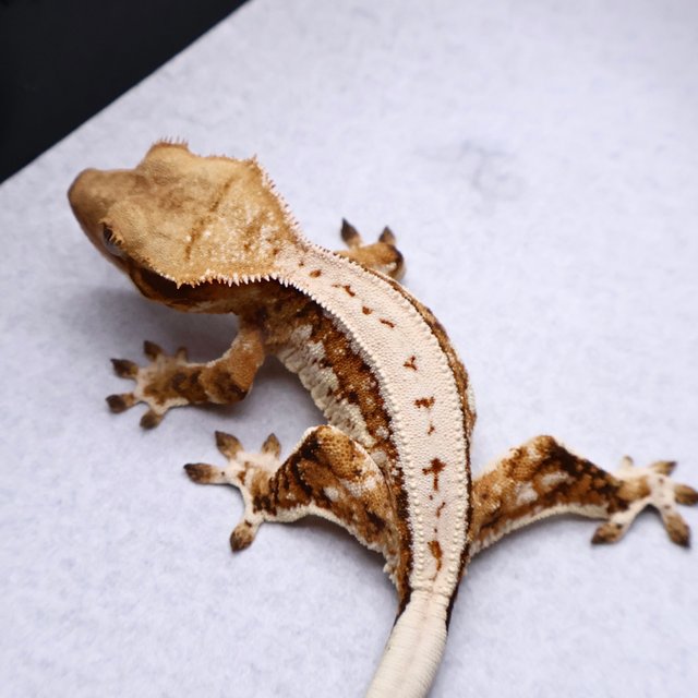 Tri White