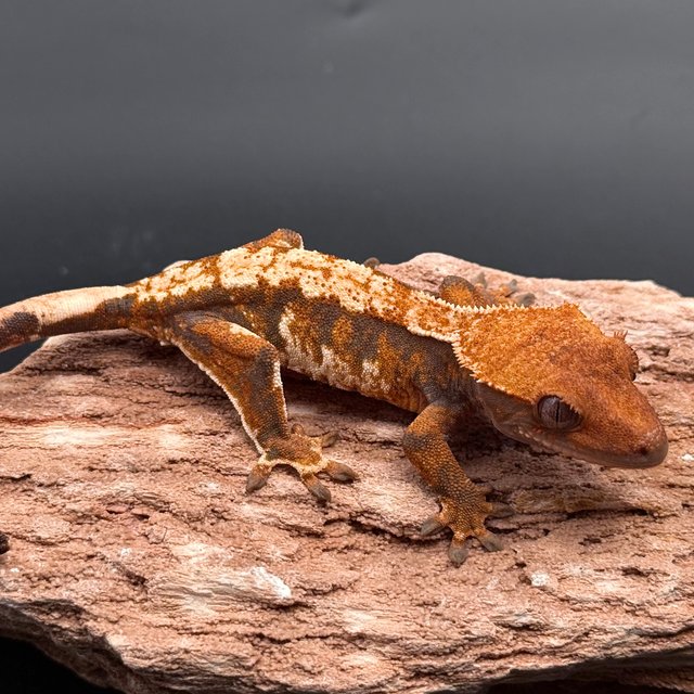 Tri Extreme Harlequin White Spot White Pin Tangerine White