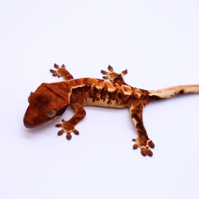 Tri Drippy White Spot White Pin Tangerine White