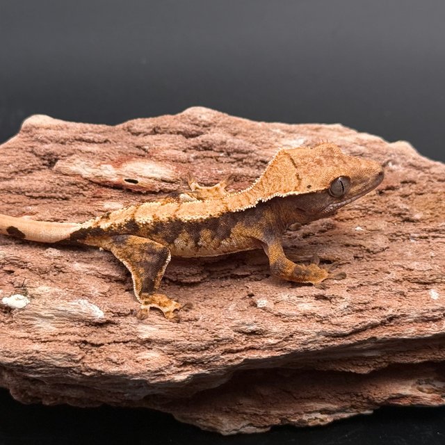 Tri Drippy White Pin White White Spot