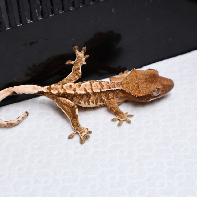 Tri Drippy White Spot White Pin Tangerine White