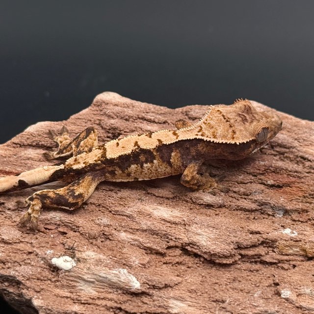 Tri Drippy White Spot White Pin White