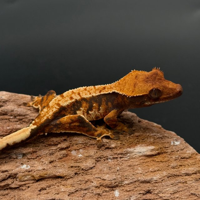 Tri White Spot White Pin Black White