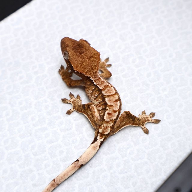 Tri Drippy White Spot White Pin Tangerine White