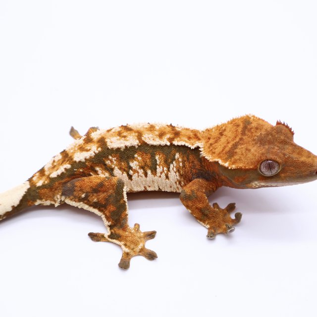Tri Tangerine White