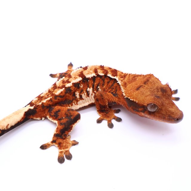 Tri Tangerine White