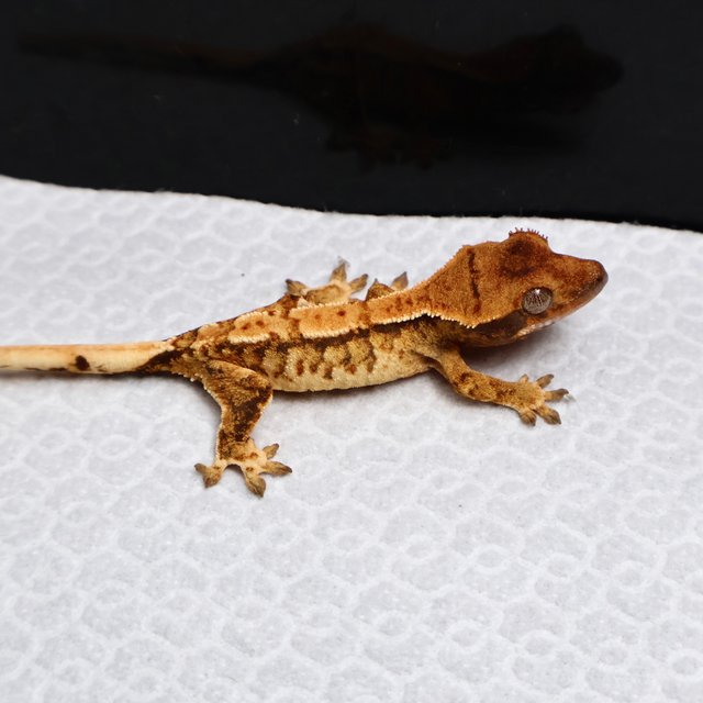 Tri Drippy White Spot White Pin Tangerine White